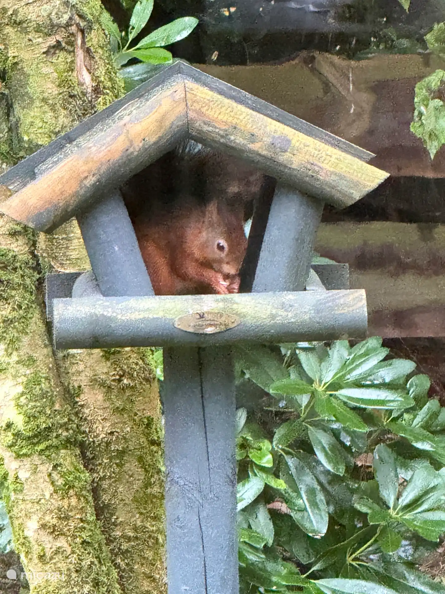 Disfruta de los innumerables animales, incluidas las ardillas