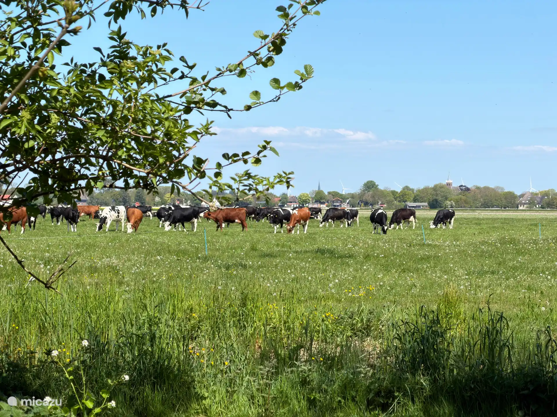 Weilanden met koeien in de omgeving