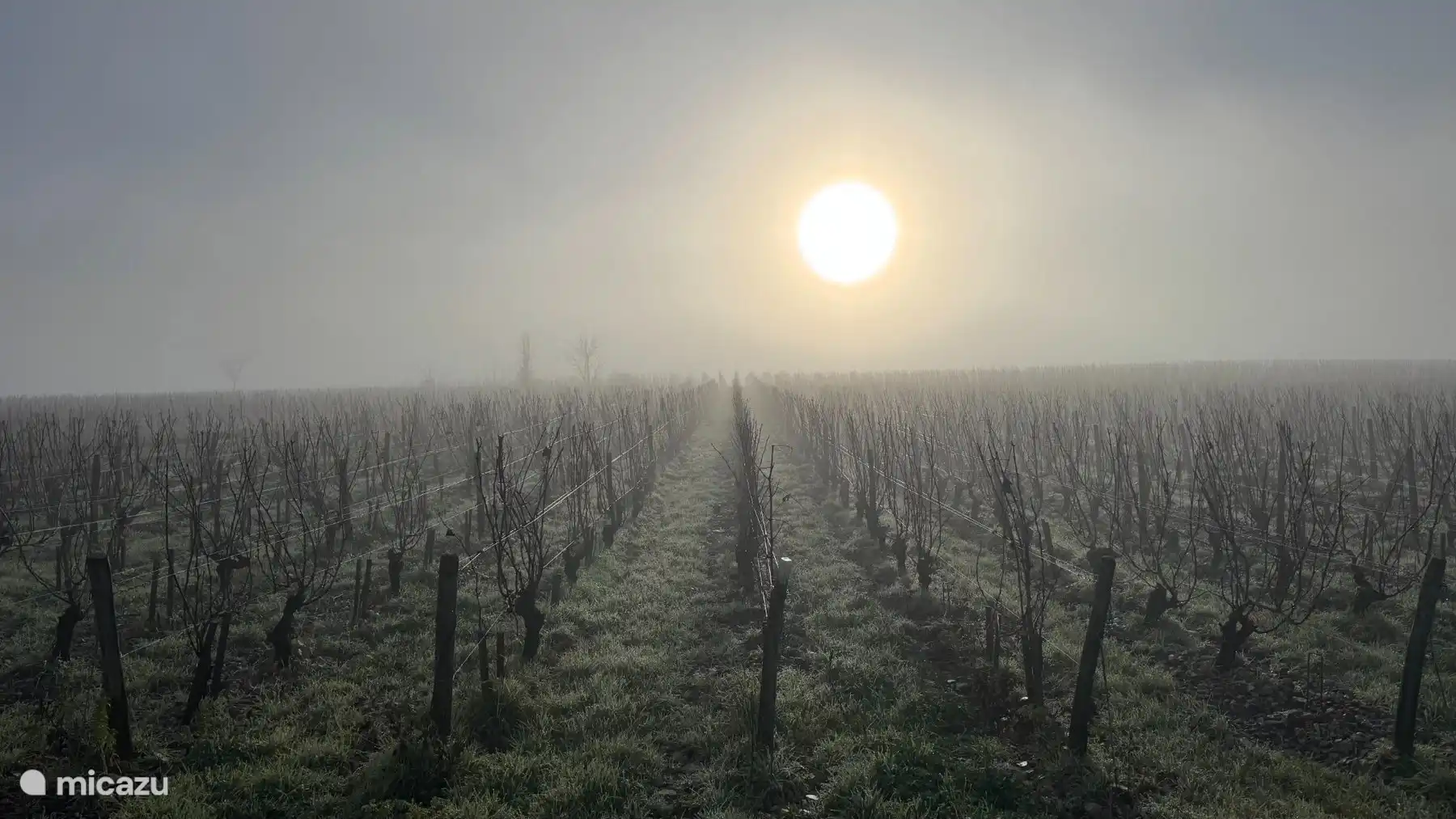 De wijngaarden in en rond Sancerre zijn in elk jaargetijde prachtig: frisgroen in het voorjaar, vol en levendig in de zomer, goudkleurig in de herfst en sfeervol en verstild in de winter.