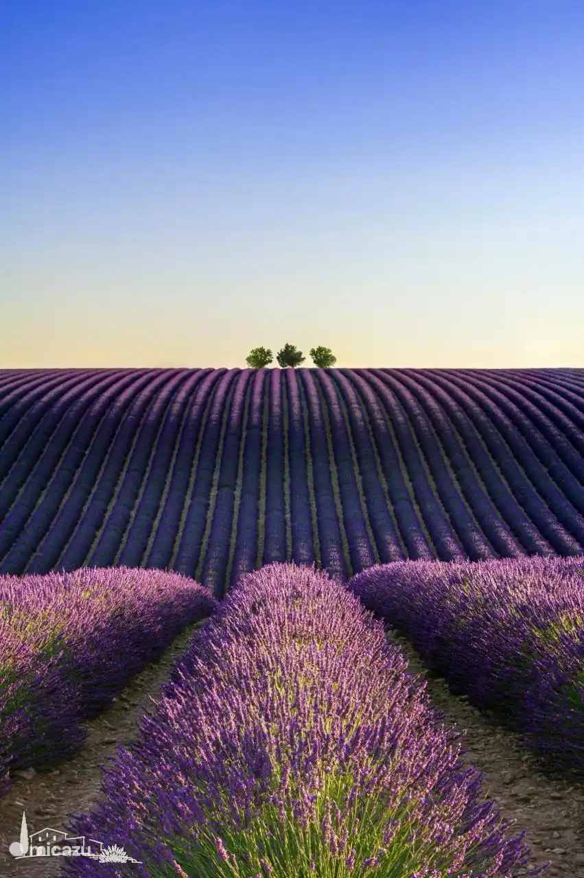 Lavendel