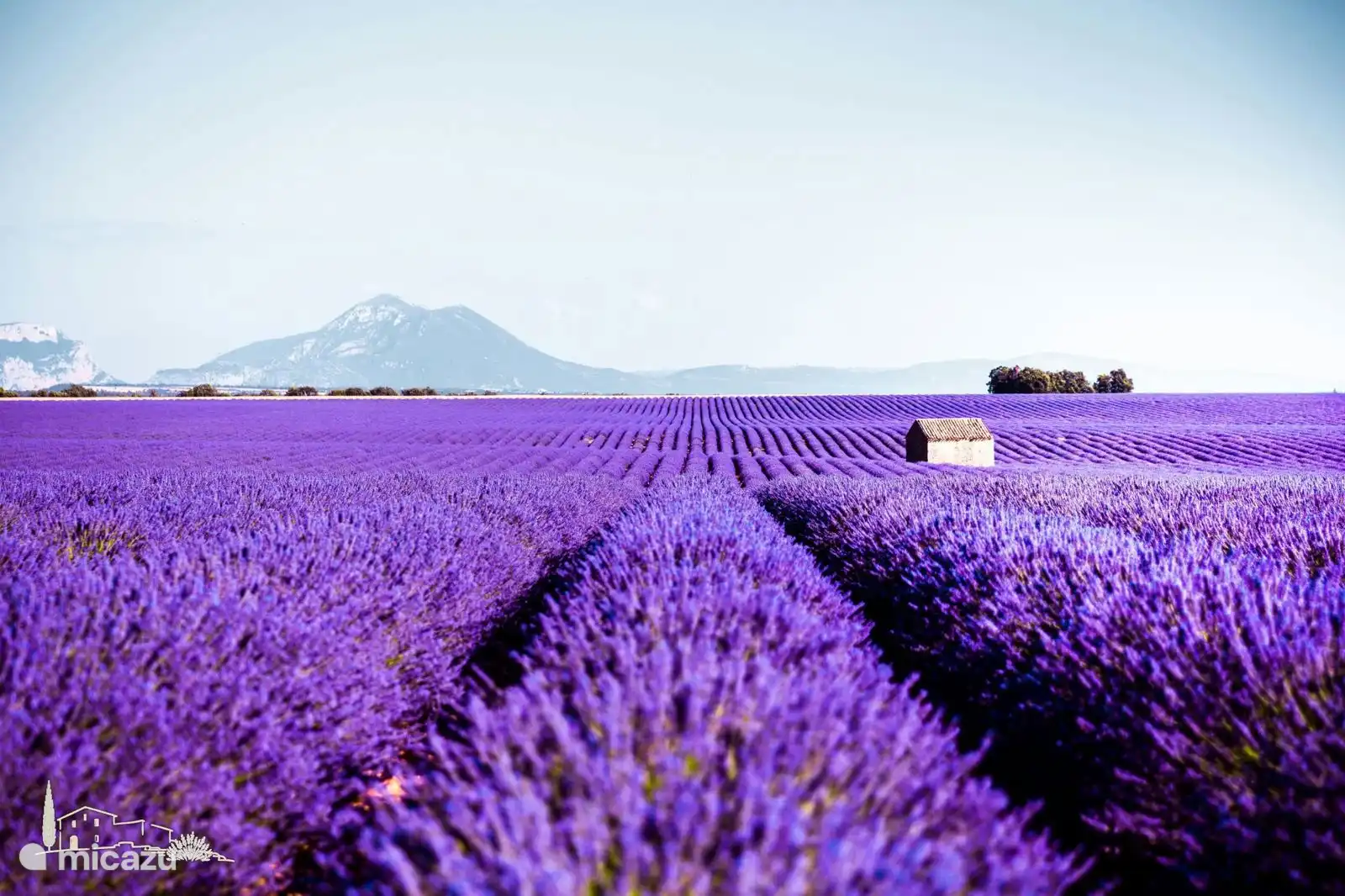 Lavendel