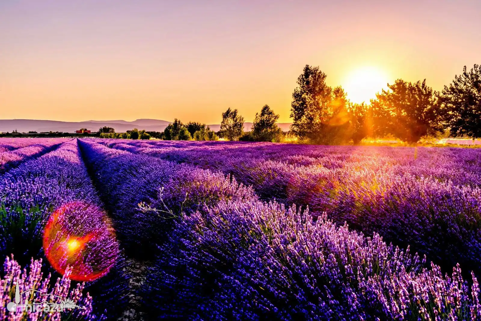Lavendel