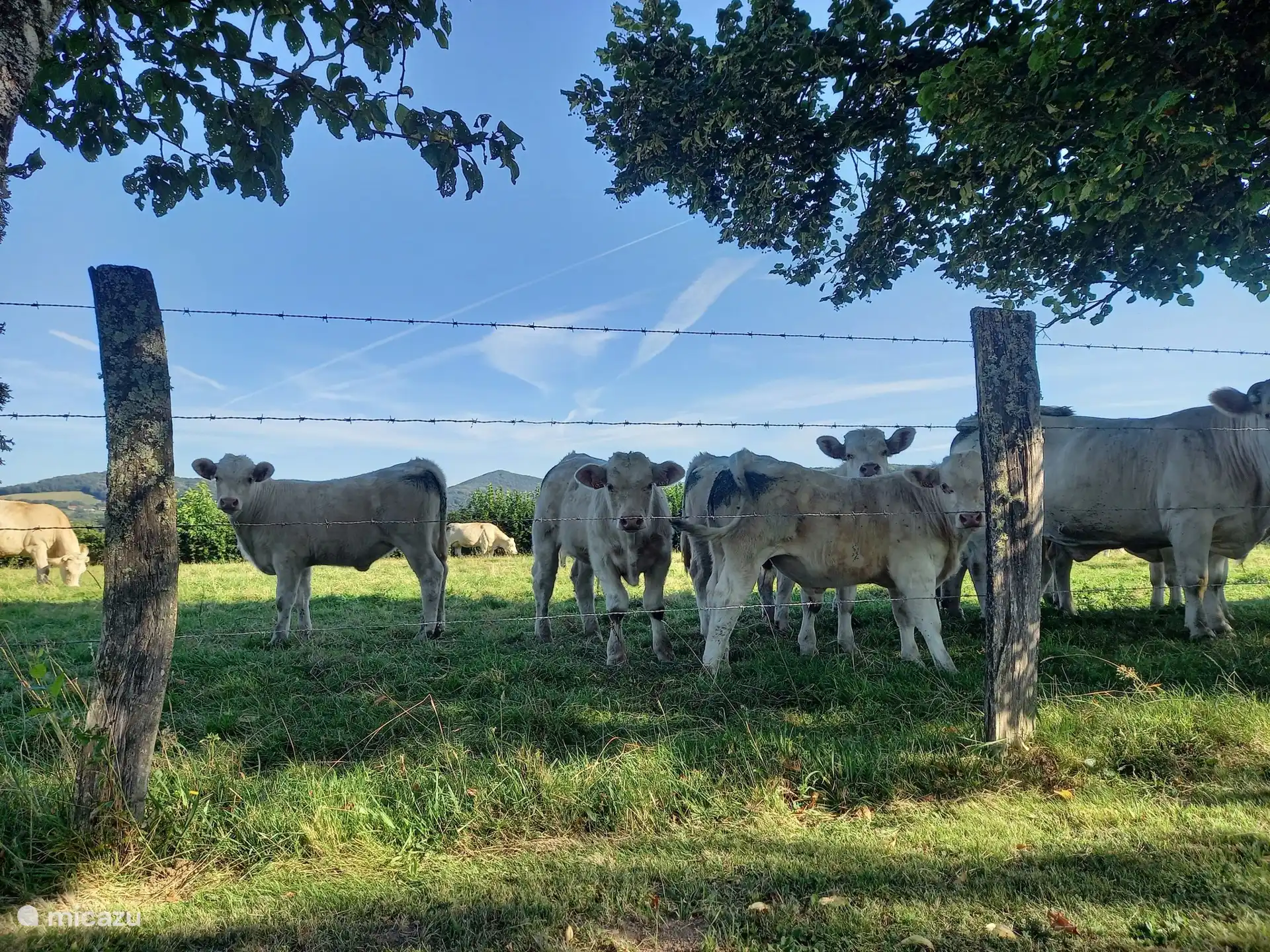 Unser Garten grenzt an die Wiese mit Charollais-Kühen. Wenn sie dort sind, ist es die komplette Familie mit Kühen, Kälbern und Daddy the Bull.