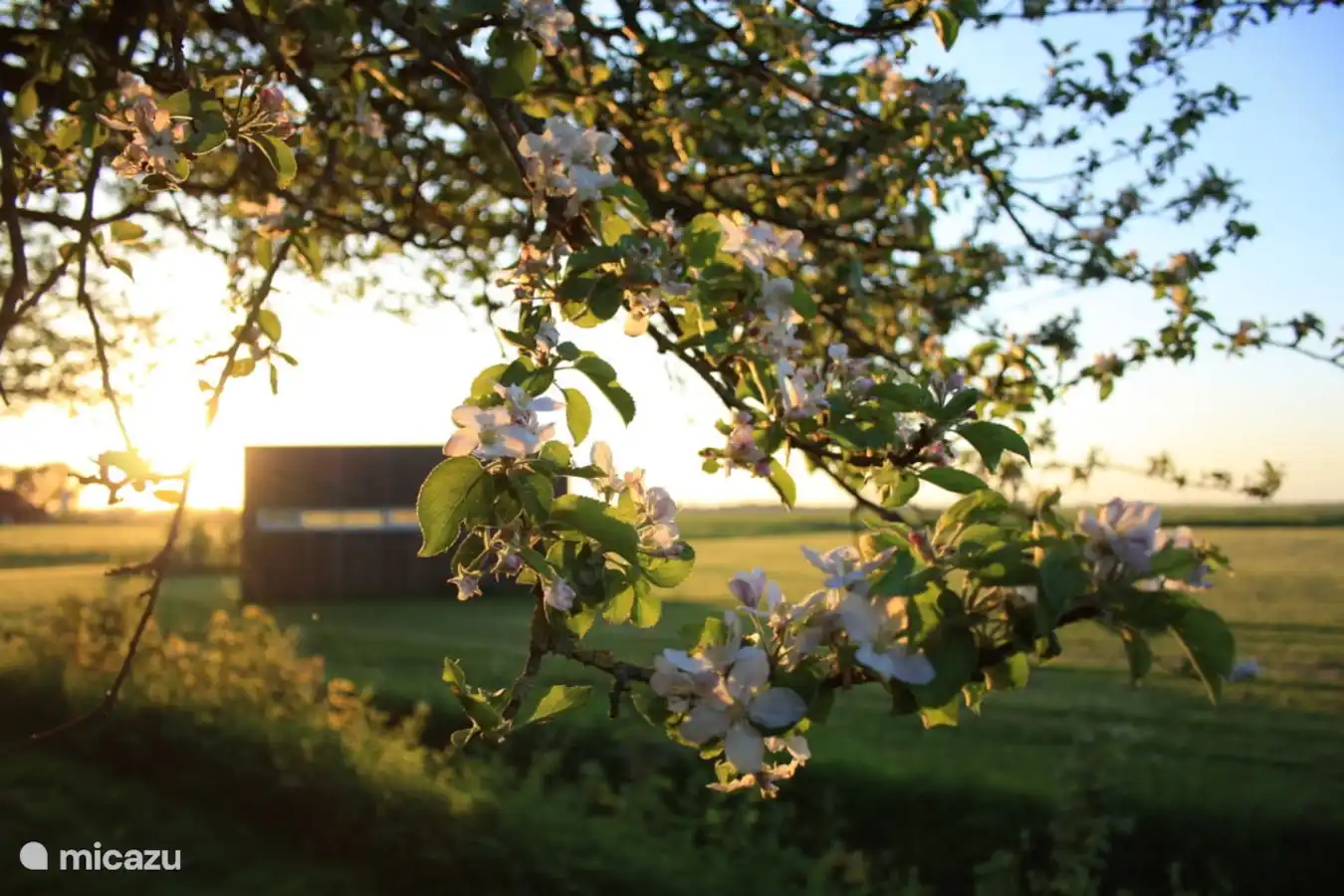 Florece en el huerto, con una casita al fondo