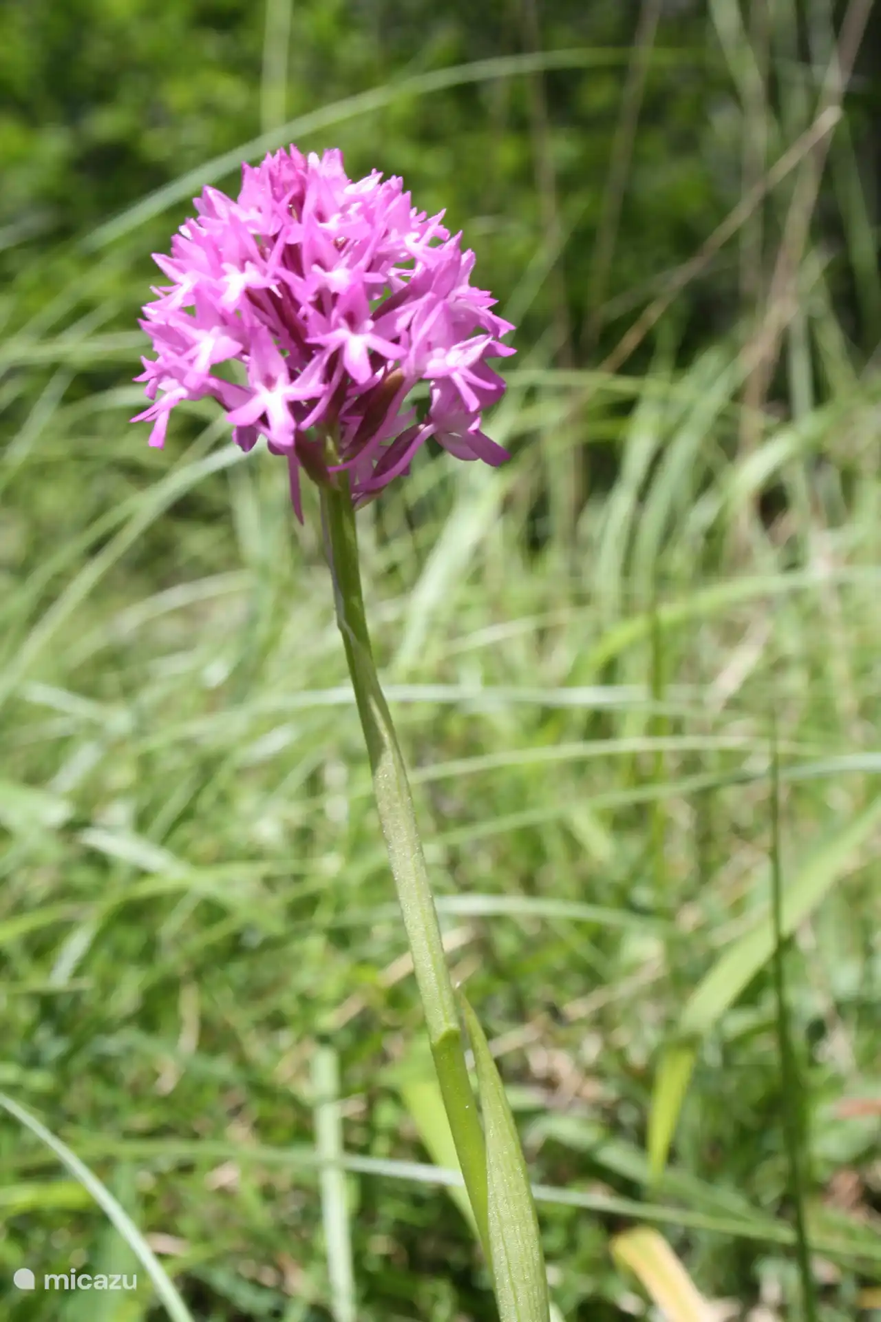 8 Species of orchids on our property.