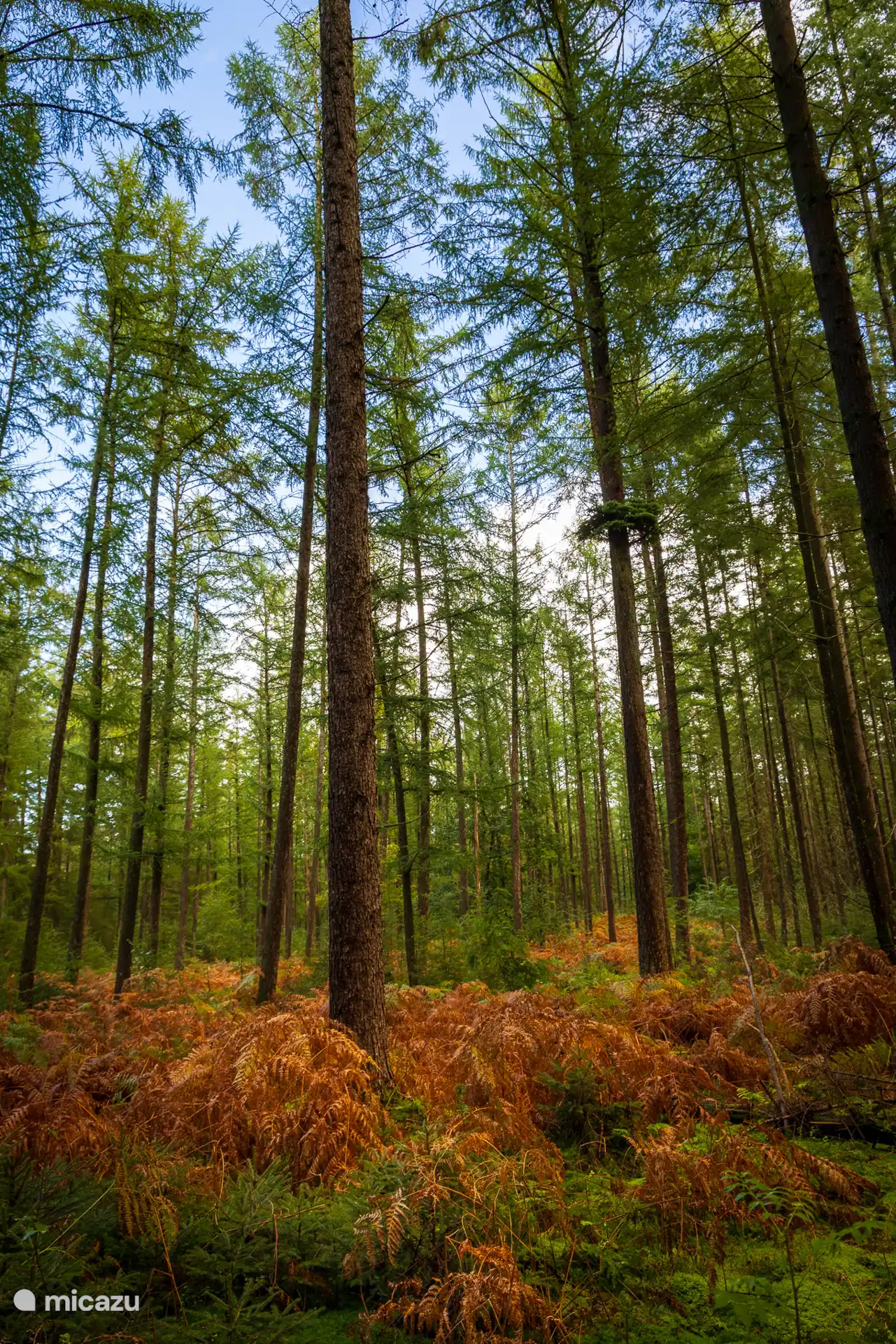 Nature in the vicinity of Villa Arbores