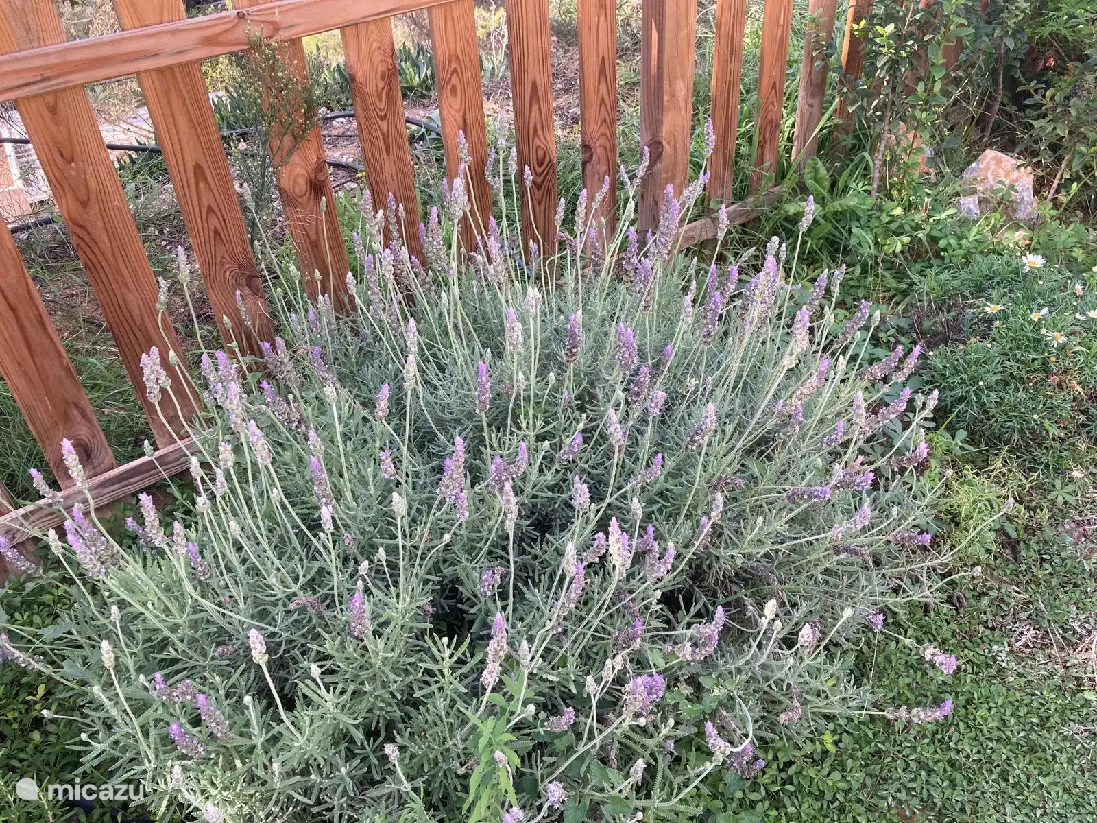 Lavender, also for the tenants, loves just as much.