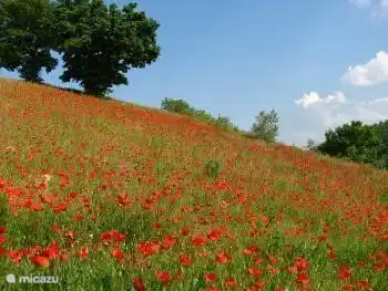 In mei en juni is het genieten van alle bloemenpracht