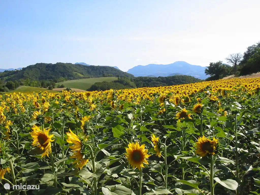 de zonnebloem velden in juli