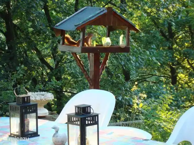 Panorama des technologies vertes | Belgique, Ardennes, Herbeumont - maison de vacances Eko, l'écureuil domestique, aime aussi les friandises savoureuses pour les oiseaux ! Notre ami passe à intervalles réguliers et il aime aussi piller le noisetier du jardin.