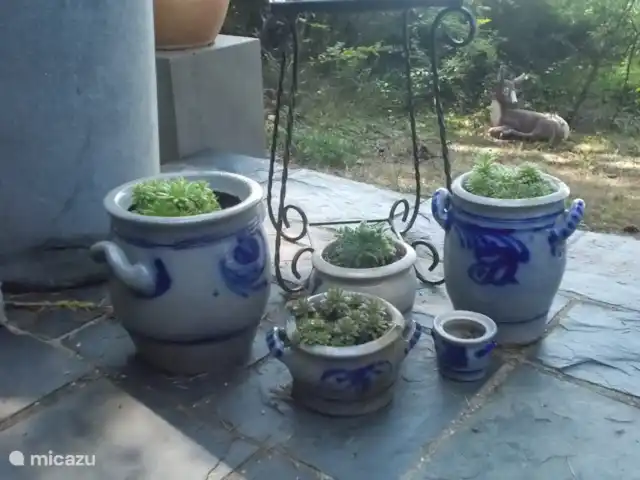 Panorama des technologies vertes | Belgique, Ardennes, Herbeumont - maison de vacances terrasse 1