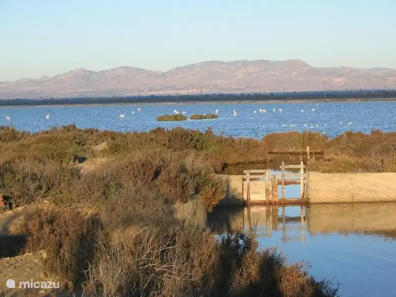 Salares con flamencos
