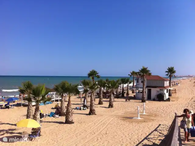 Playa Moncayo en España, Costa Blanca, Guardamar del Segura - apartamento playa playa moncayo con palmeras, camas con dosel y 3 bares, por la noche en la discoteca de la playa con DJ.