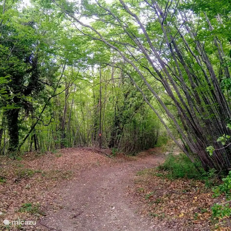 el camino forestal al río desde I Magnoni