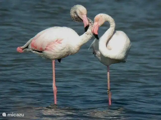 Maison de rêve en Espagne | Espagne, Costa Blanca, Orihuela Costa - maison de vacances Flamants roses partout dans la région, ils résident en grand nombre dans les lacs salés.