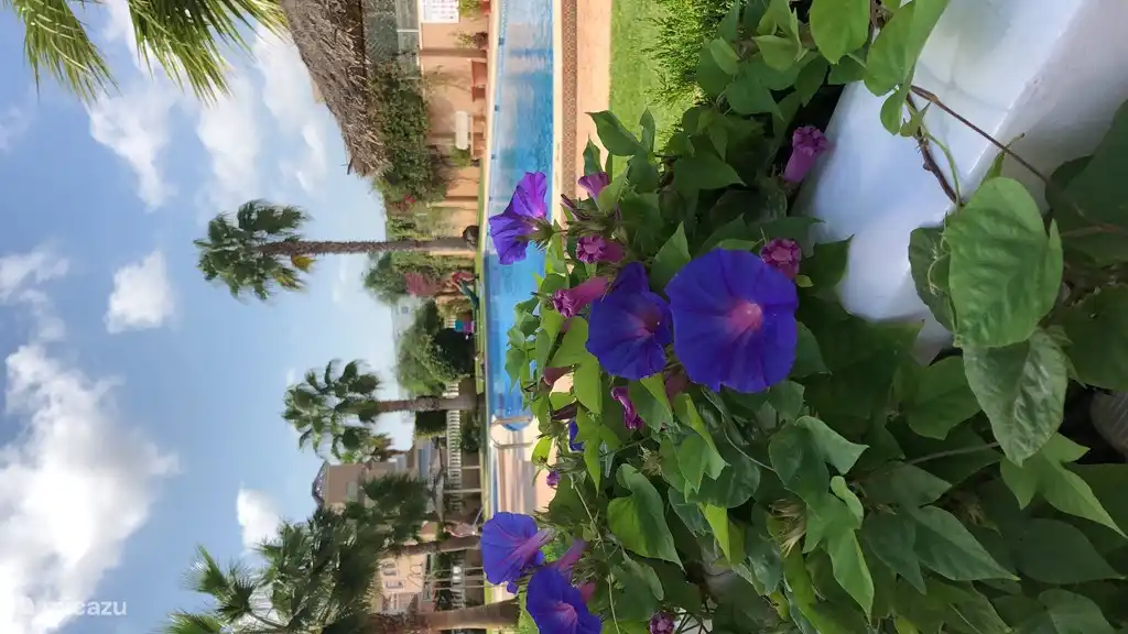 Traumhaus in Spanien in Spanien, Costa Blanca, Orihuela Costa - Ferienhaus