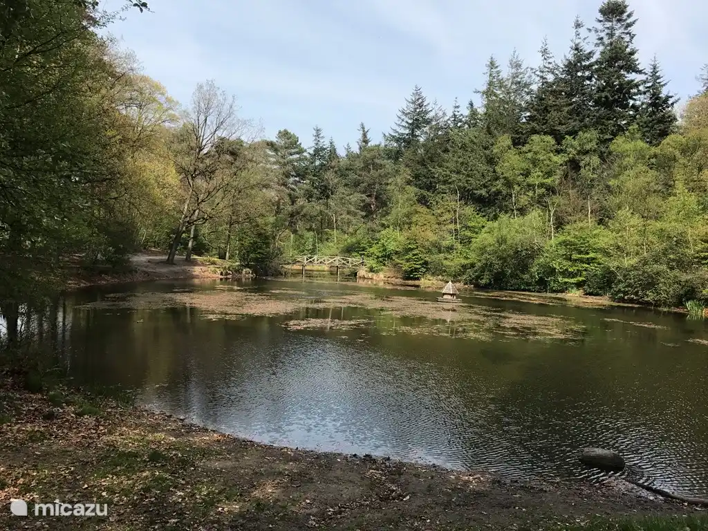 Moor im Wald in der Nähe des Parks