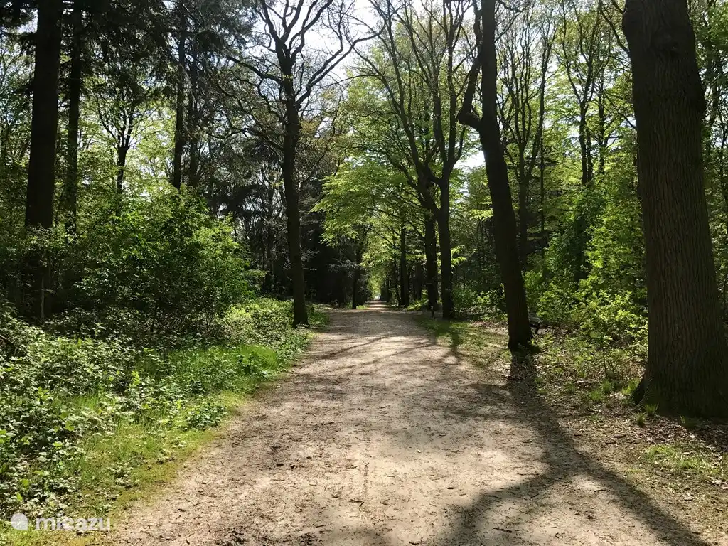 Waldweg im Park