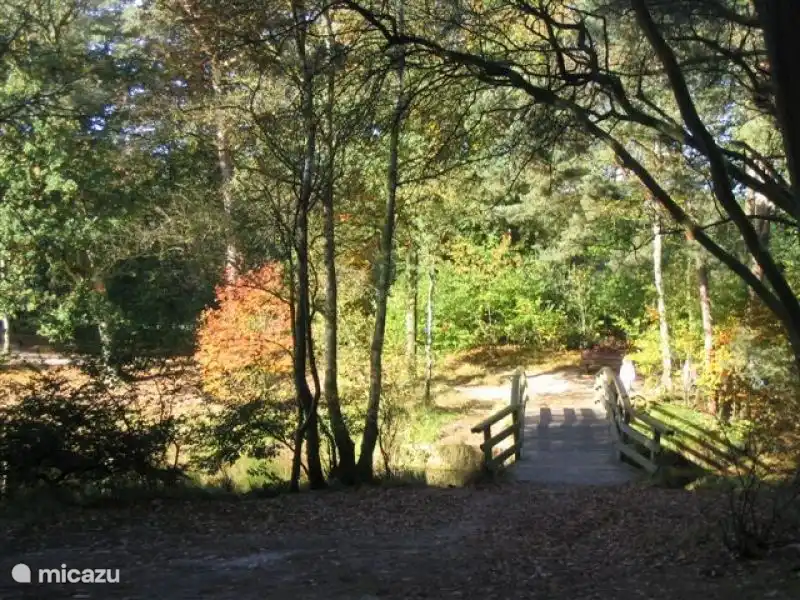 Brücke am Teich im Wald