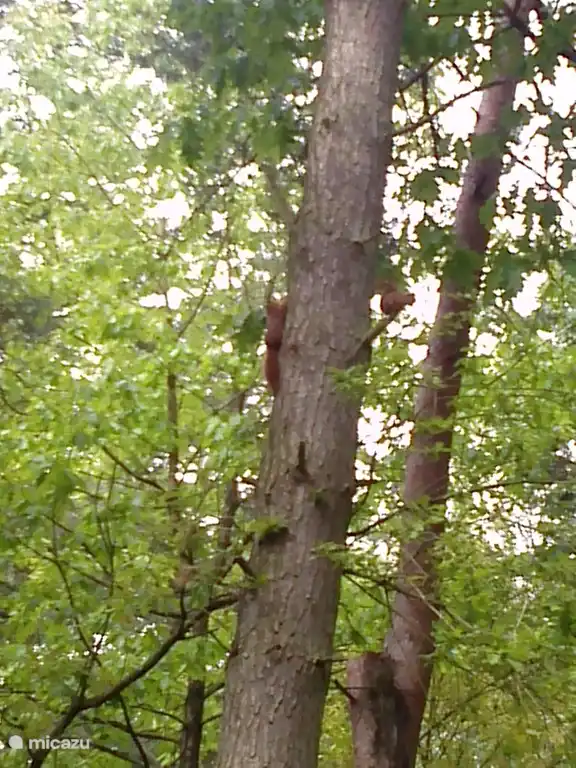 Eichhörnchen spielen.