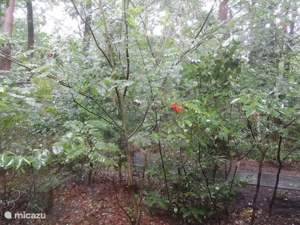 Blick auf einen Ebereschenbusch aus dem Esszimmer.