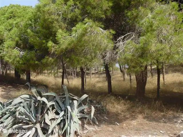 Maison de vacances Rascasa 2/5 à La Mata. | Espagne, Costa Blanca, La Mata - appartement Vue à l'avant