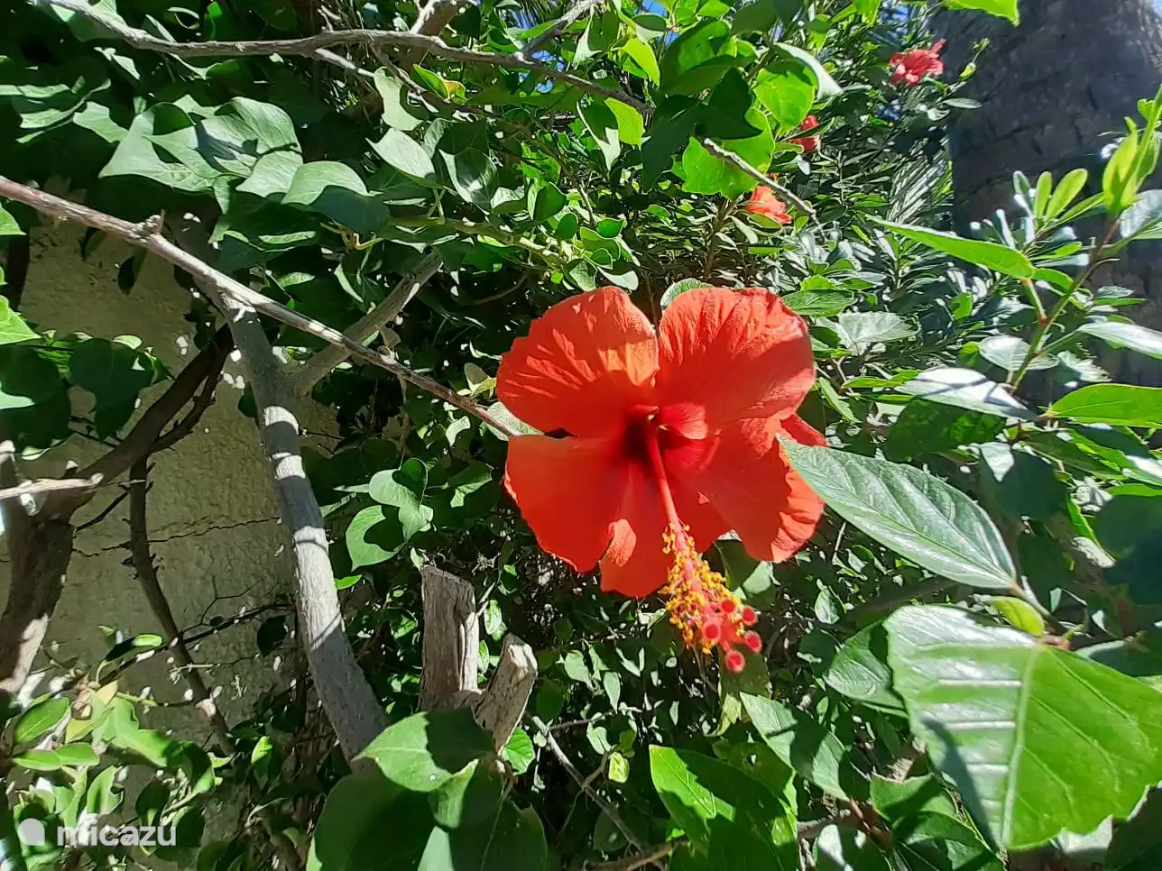 Nog prachtig in bloei in oktober.