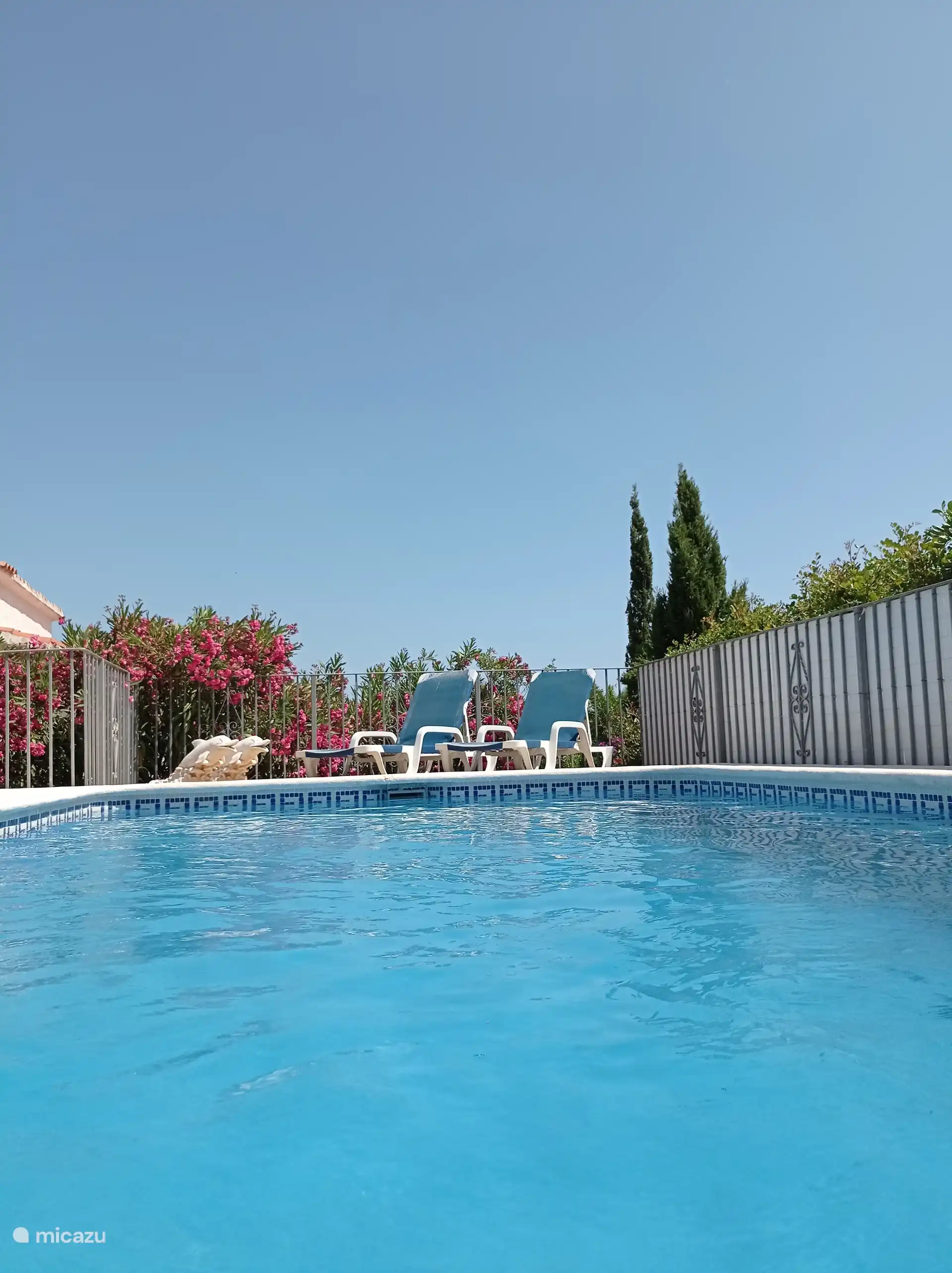 Zwembad. Zwemmen met Dolfijnen.