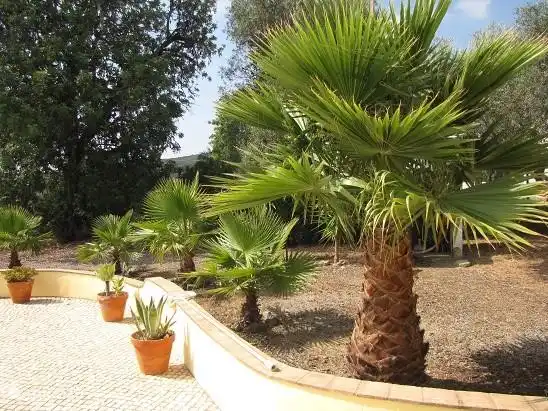 Palmen rund um den Pool