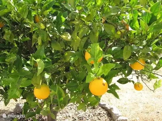 Sie können sie also wählen ... Orangen frisch aus dem Garten!
