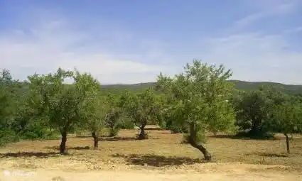 Teil des Nachlasses; Mandelbäume