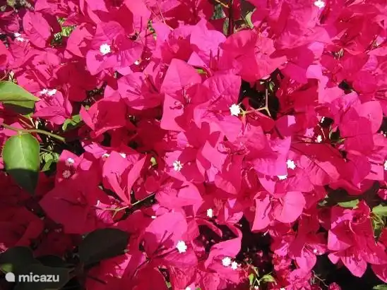 Bougainvillea in der Villa