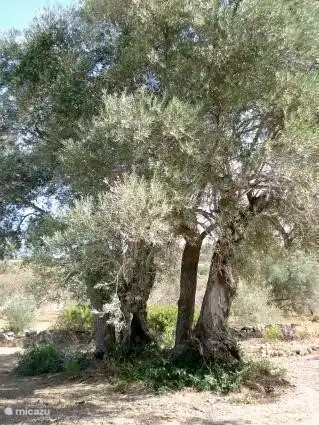 schönen alten Olivenbaum auf dem Land