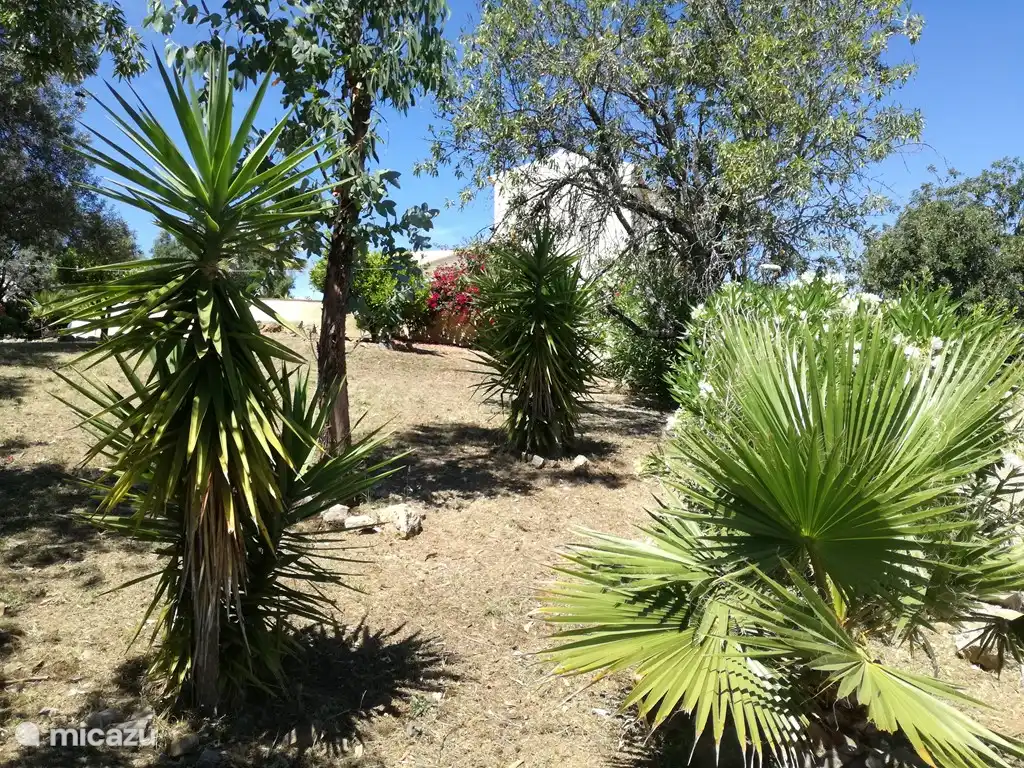 Der tropische Garten