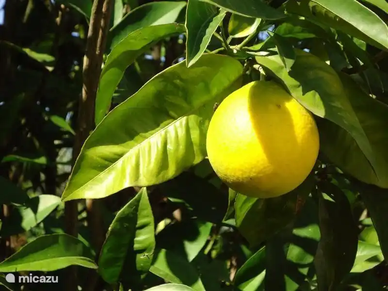 Orangen aus dem Garten