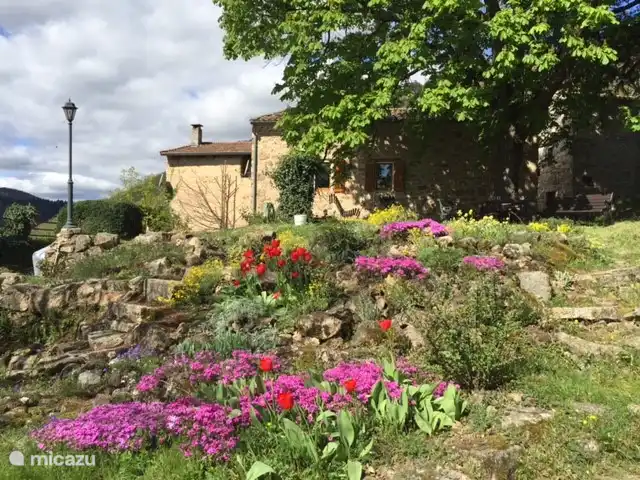 La Vigne de la rocaille au printemps