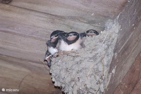 The swallows on the terrace