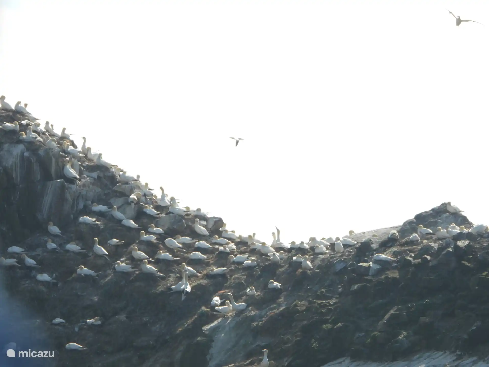 Las Siete Islas, Santuario de Aves