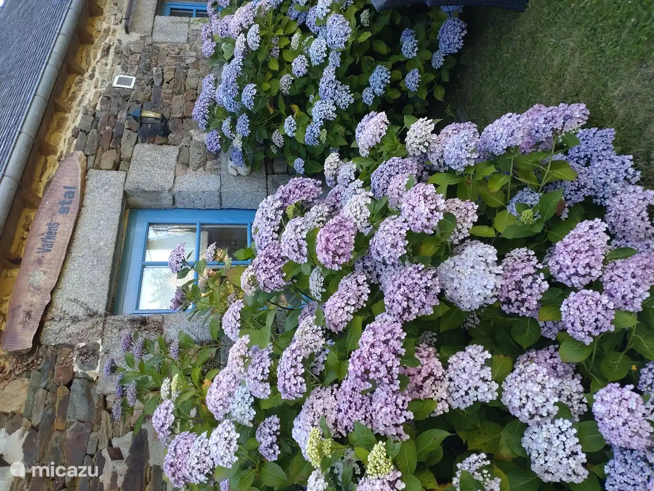 De hortensias bij de voordeuren.