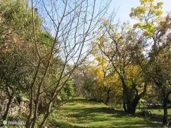 Glycine eine dritte Terrasse hinter der Küche. Eine Treppe führt in den unteren Teil.