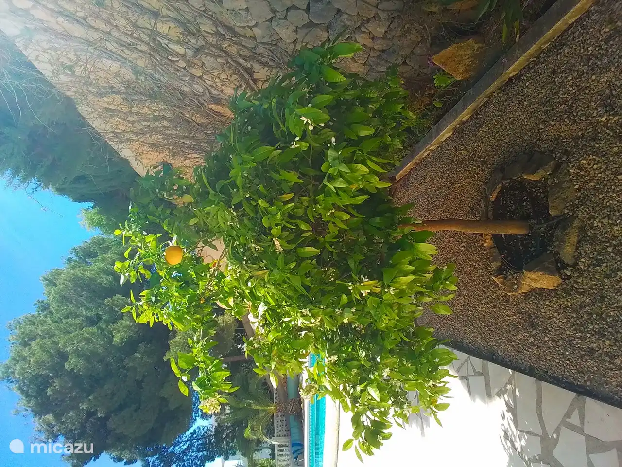 Le citronnier devant la douche extérieure &amp; les escaliers vers le toit terrasse de la pergola