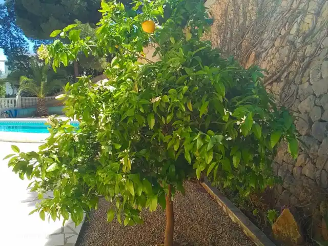 Villa D'Alfaz huren in Spanje, Costa Blanca, Alfáz del Pi - villa Het citroenboompje voor de buitendouche & de trap naar het dakterras van de pergola