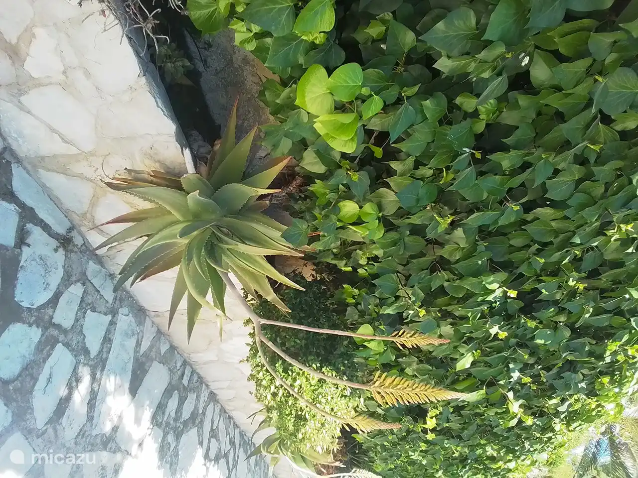 Belle végétation de cactus le long de l'allée