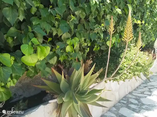 Villa D'Alfaz huren in Spanje, Costa Blanca, Alfáz del Pi - villa Mooie kaktus begroeiing langs oprit