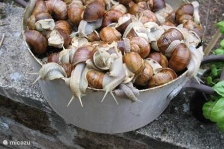 Escargots, een gerecht