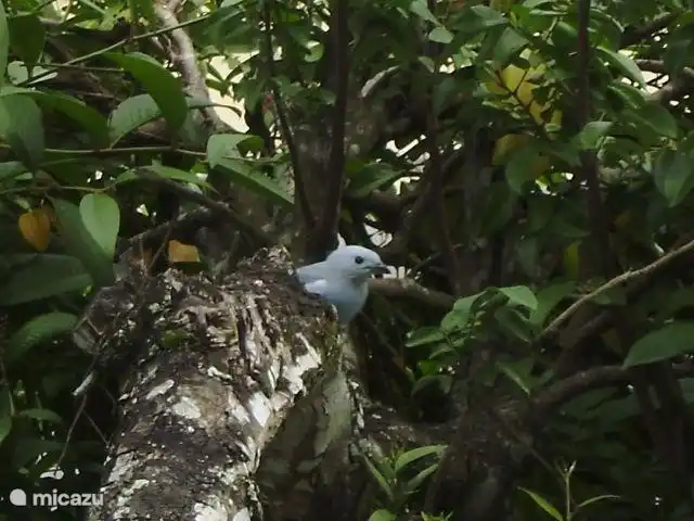 Location de Vacances Suriname, Paramaribo, Paramaribo, maison de vacances - Huize Roza, sûr et proche du centre Admirez les oiseaux joliment colorés du balcon qui viennent manger les délicieux fruits de la carambole. Parfois, il y a des tourtereaux ou de petits iguanes dans l'arbre. Gardez votre appareil photo prêt, depuis le balcon ou la fenêtre de la cuisine c'est parfois un beau jeu de spectacle.