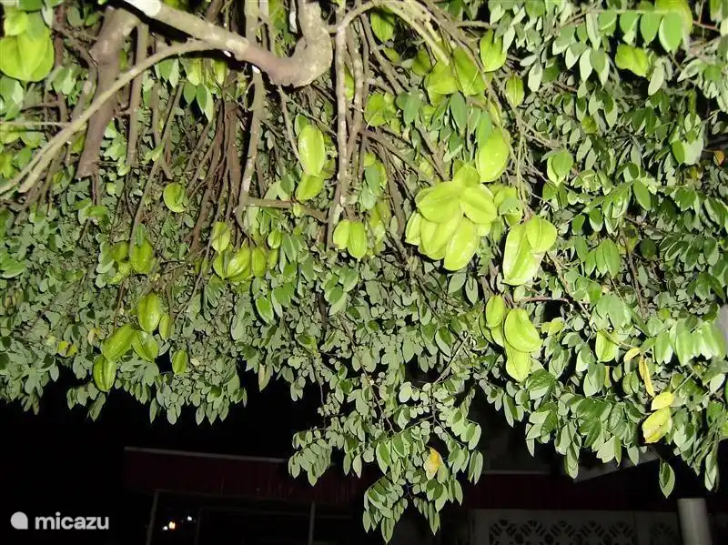 The carambola tree is always packed with delicious fruit. Try them at ease. So nice you have never eaten them!
