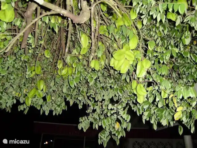 Location de Vacances Suriname, Paramaribo, Paramaribo, maison de vacances - Huize Roza, sûr et proche du centre Le carambolier regorge toujours de fruits délicieux. N'hésitez pas à les essayer. Vous ne les avez jamais mangés aussi bons !