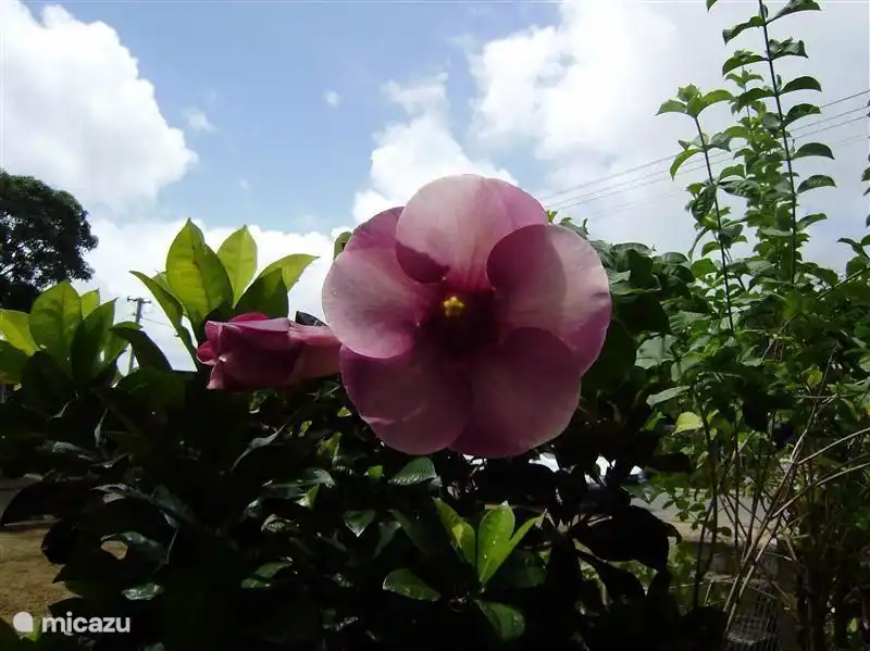 One of the beauties from our garden.
Name unknown. Plant purchased on Galibi!