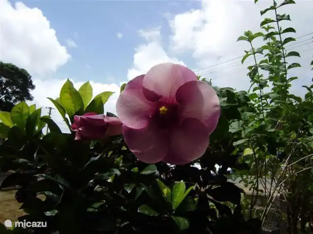 Location de Vacances Suriname, Paramaribo, Paramaribo, maison de vacances - Huize Roza, sûr et proche du centre Une des beautés de notre jardin.
Nom inconnu. Plante achetée sur Galibi !